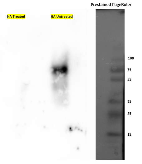 Western blot using anti-HA antibodies (monoclonal, Agrisera)